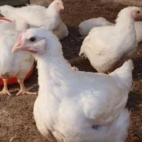 مرغ گوشتی اماده سر بری