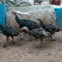 بوقلمون تعداد بالا|حیوانات مزرعه|اردل, |دیوار