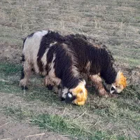 شیشک قوچ ،بره قوچ،میش وبره|حیوانات مزرعه|دورود, |دیوار