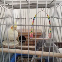 عروس هلندی نر و ماده