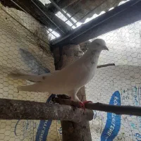کفتر