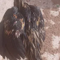 لاری|حیوانات مزرعه|زابل, |دیوار