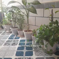 گل های اپارتمانی