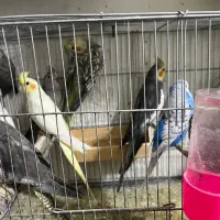 عروس هلندی بالغ|پرنده|شهریار, کهنز|دیوار