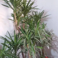 گیاهان اپارتمانی از۳۵۰ ببالا|گل و گیاه طبیعی|رستم‌آباد, |دیوار