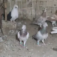 کبوتر پرشی|پرنده|تاکستان, |دیوار