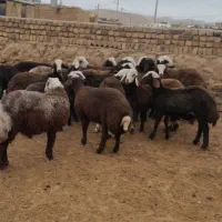 حیواناتبرهنر|حیوانات مزرعه|رضویه, |دیوار