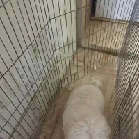 سگ پودل|سگ|تهران, ترمینال غرب|دیوار