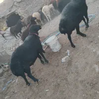 قوچ همو و بره نر هترو|حیوانات مزرعه|یاسوج, |دیوار