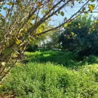 زمین مسکونی دارای پروانه ساخت ۲۱۴ متر بیجارکنار|فروش زمین و ملک کلنگی|رشت, احمد گوراب|دیوار