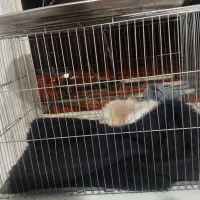 قفس بزرگ برای سگ و پرنده