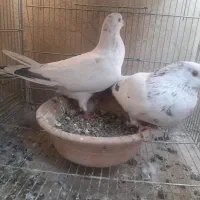 سه تا خال سرور