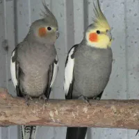 عروس هلندی گم شده قرچک