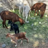 سه عدد گوسفند برا فروش