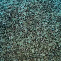 فروش آویشن
