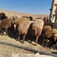 گوسفندمیش وبره