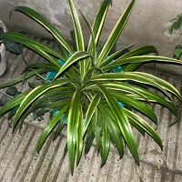 گل های اپارتمانی