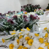 پخش رز هلندی سوپر مستقیم از گلخانه به بازار|گل و گیاه طبیعی|شیراز, سینما سعدی|دیوار