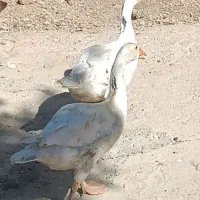 غاز