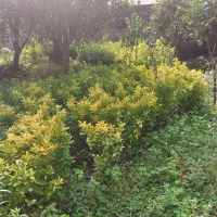 شمشاد طلایی و سبز زمینی|خدمات باغبانی و درختکاری|چابکسر, |دیوار