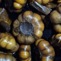 پخش ، زیتون ، گلسیر ، سیر ترشی ، روغن زیتون|خوردنی و آشامیدنی|رودبار, |دیوار