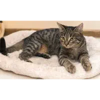 واگذاری رایگان گربه 10 ماهه