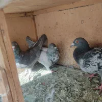 کفتر پلاکی|پرنده|تهران, یافتآباد|دیوار