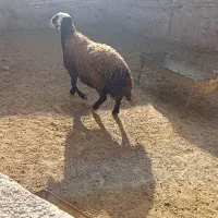 قوچ شال افشاری شیشک