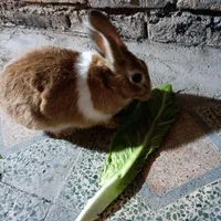 خرگوش