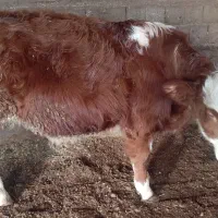 یک عدد گوساله نر سیمنتال