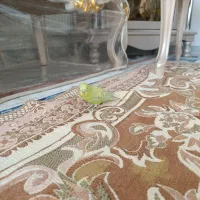 مرغ عشق|پرنده|دورود, |دیوار