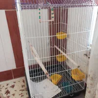 قفس پرنده|لوازم جانبی حیوانات|شیراز, پانصد دستگاه ارتش|دیوار