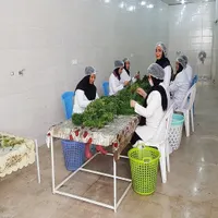 چند نفر خانم جهت همکاری