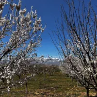 باغ-5000-متری-سند-دار-موقعیت-خوب