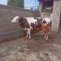 گاو