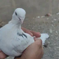 پرنده|پرنده|خاش, |دیوار