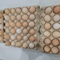 تخم مرغ نطفه دار.و خوراکی میبد