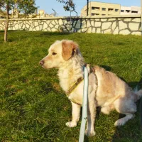 سگ اشپیتز گلدن