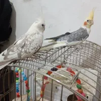 فروش عروس هلندی