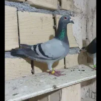 کبوترپلاکی عربستان