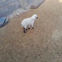 میش زایده|حیوانات مزرعه|زیرکوه, |دیوار