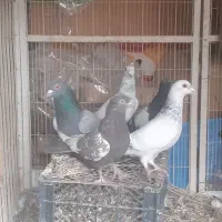 طوقی .سینه سبز .|پرنده|آباده, |دیوار