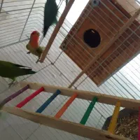 پرنده  دو جفت  با ا قفس همه یک جاه|پرنده|لامرد, |دیوار