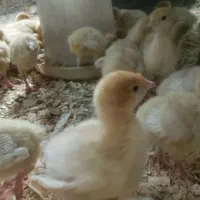 جوجه بوقلمون بیوتی۷روزه و جوجه مرغ گلپایگان ۱۱روزه