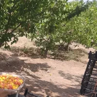 بفروش میرسدزمین کشاورزی