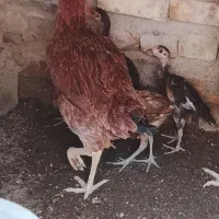 مرغ لاری اصل