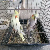 عروس هلندی مولد روی تخم|پرنده|نورآباد ممسنی, |دیوار