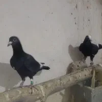 کبوتر‌پرشی