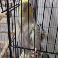 عروس هلندی ماده