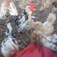 خروس ریشو|حیوانات مزرعه|ورامین, قويينک زهری|دیوار